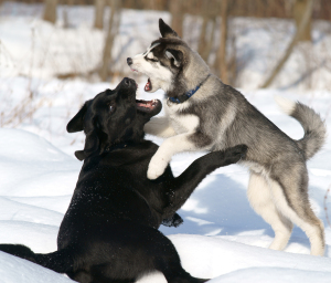 two dogs fighting in the snow